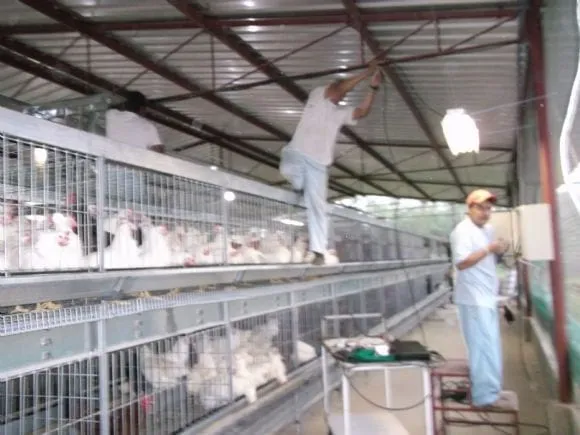 Comederos y jaulas para pollos - JAULAS PARA REPRODUCTORAS ...