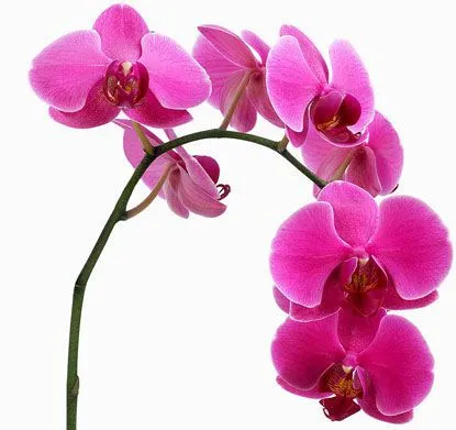 como-cuidar-orquidea-flor.jpg