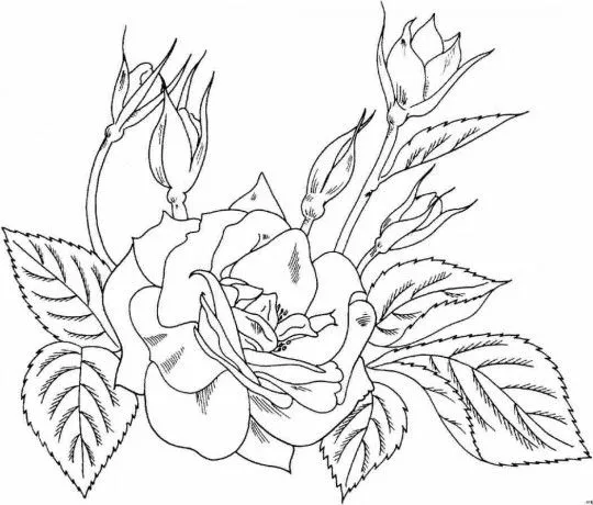 como-dibujar-rosas-540x460.jpg
