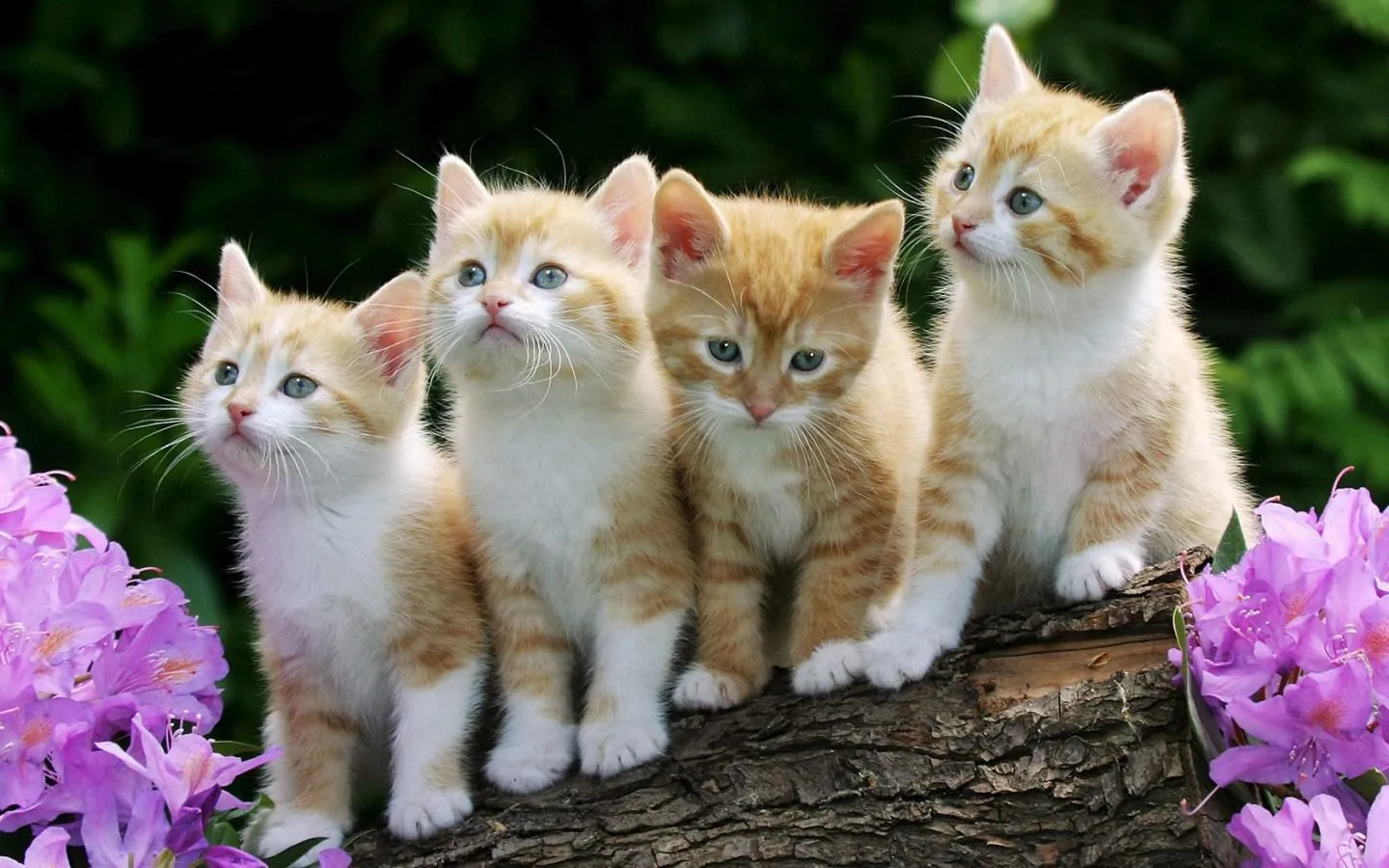 Compartiendo Fondos: fondos de gatitos tiernos