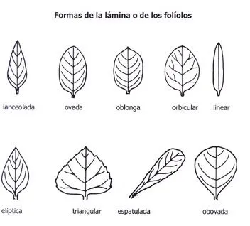 Compartir "secretito" para tener mas rosas - Página 2 - Foro de ... Compartir "secretito" para tener mas rosas - Página 2 - Foro de ...