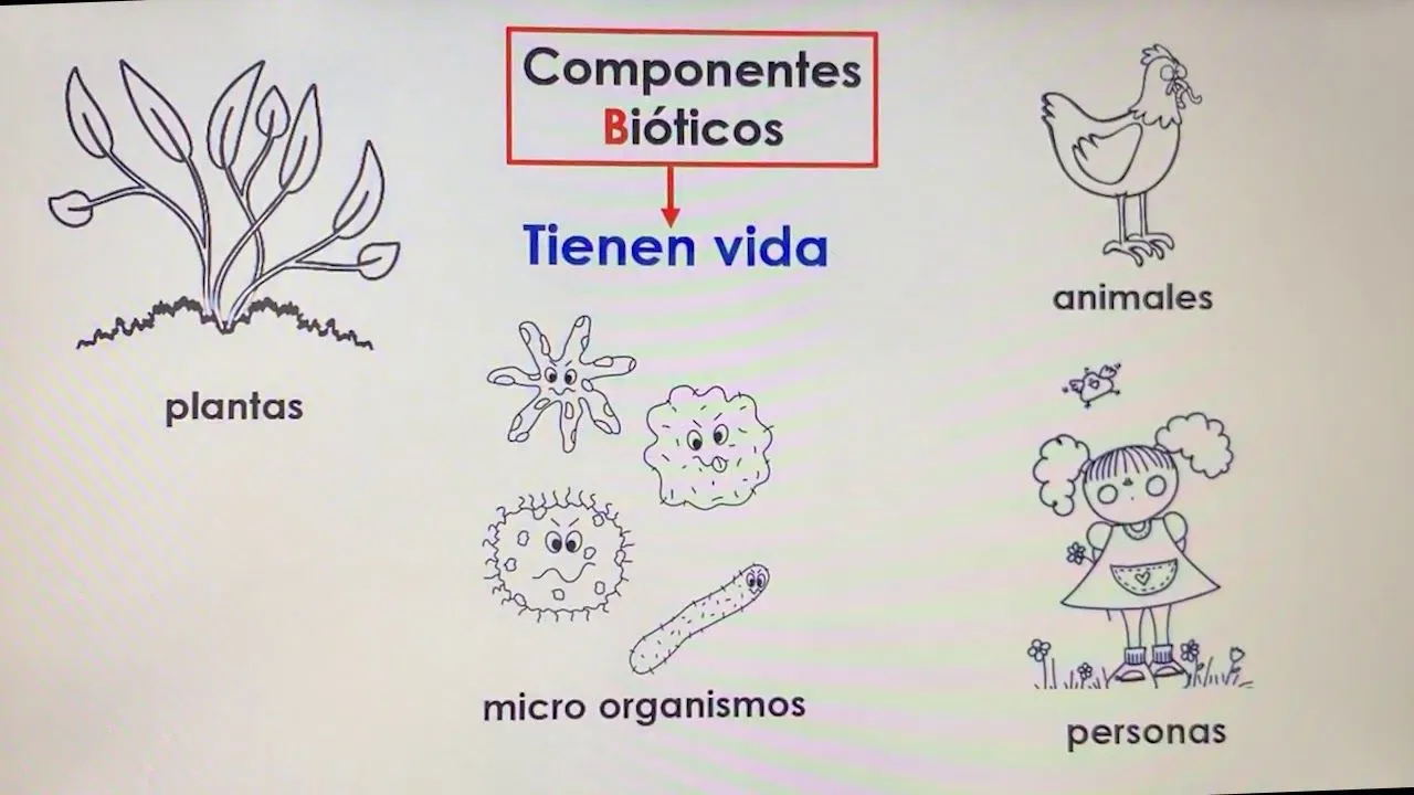 Componentes bióticos y abióticos de la naturaleza. - YouTube