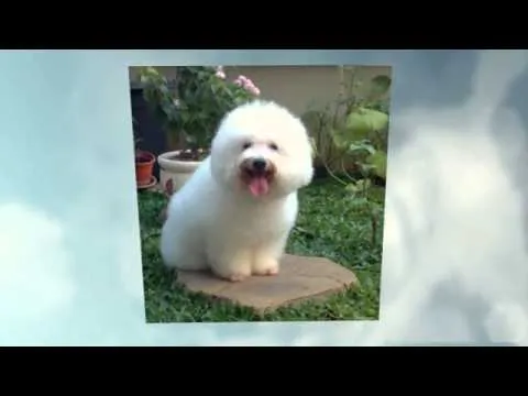 Comportamiento Cachorros Raza Poodle Mini Toy - YouTube