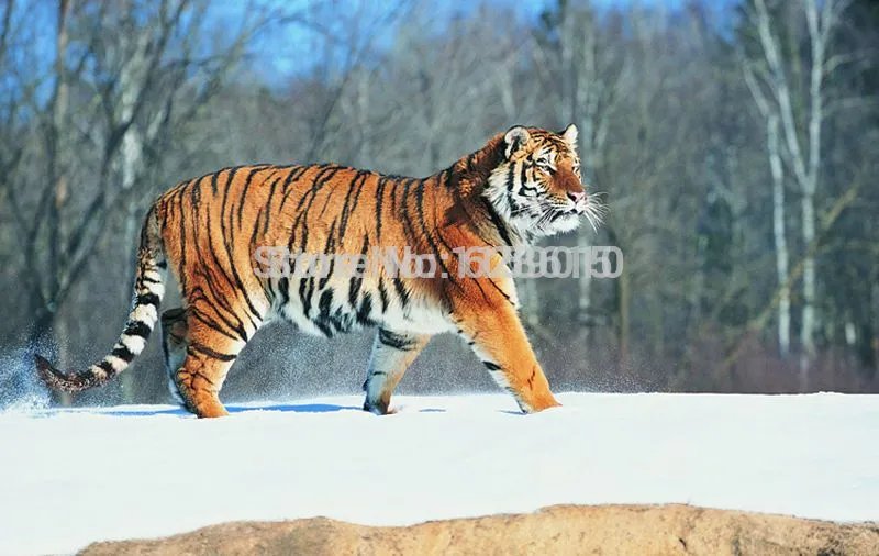Compra tigre siberiano para colorear online al por mayor de China ...