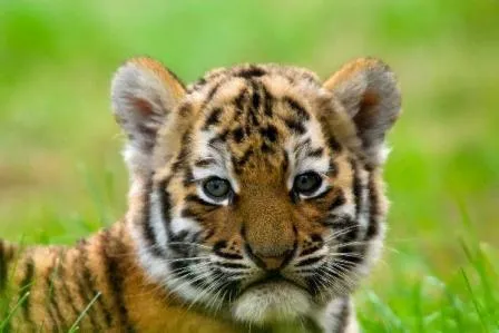 Cómo criar a los tigres desde pequeños | TIGREPEDIA Cómo criar a los tigres desde pequeños | TIGREPEDIA
