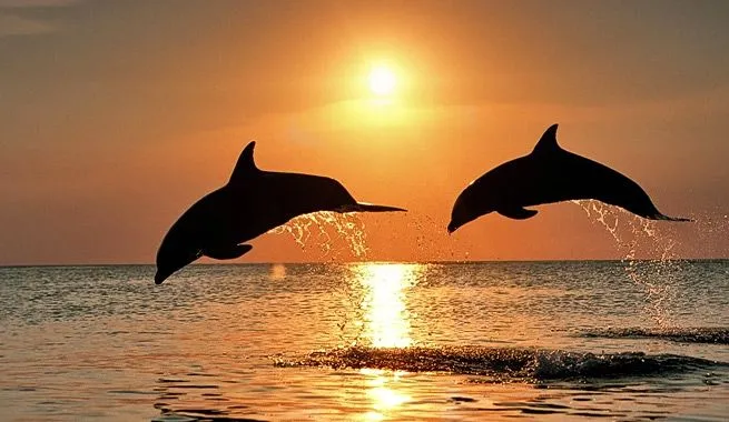 Comunicación de los delfines | Animales en Video