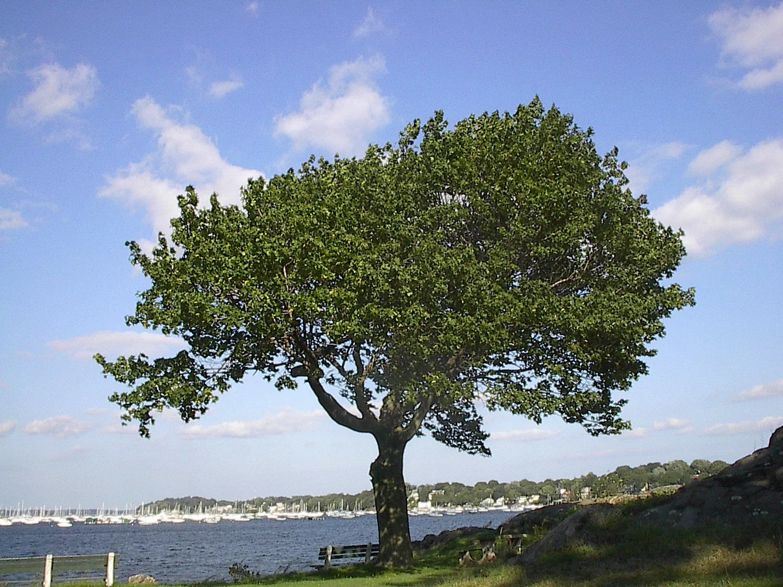 Comunidad El Pais » Esperanza para todos » Tags » árbol Comunidad El Pais » Esperanza para todos » Tags » árbol