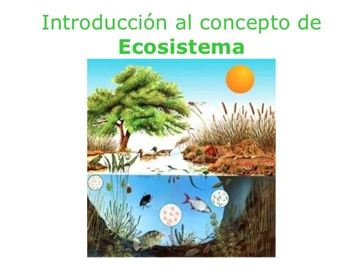 Concepto de ecosistema