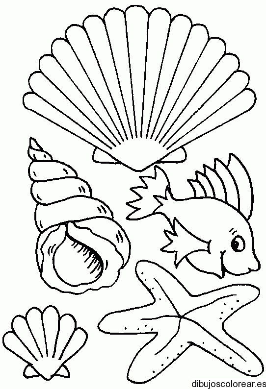 Dibujos de conchas de mar para colorear - Imagui
