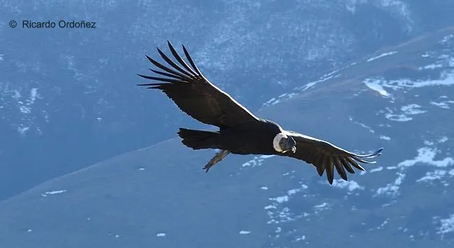 Condor de Los Andes - AVES DE CHILE