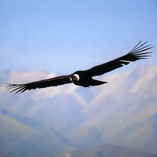 Condor de los Andes | Educacion Ambiental