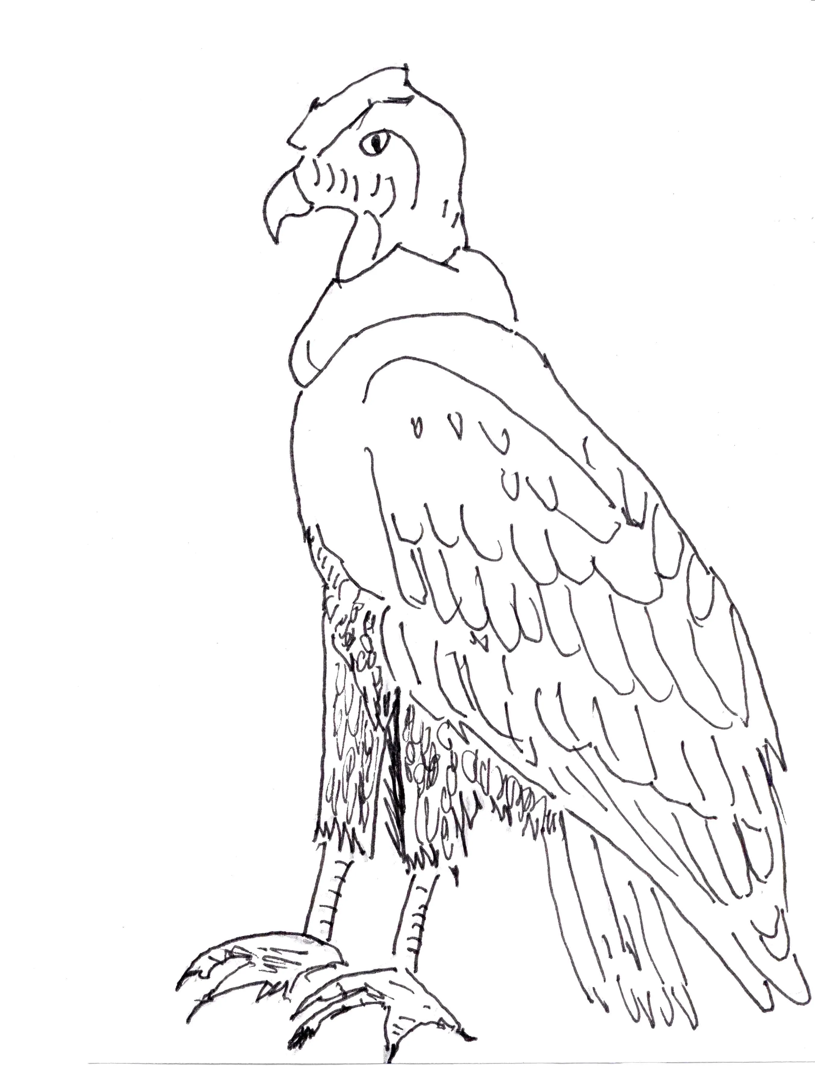condor of colombia Colouring Pages