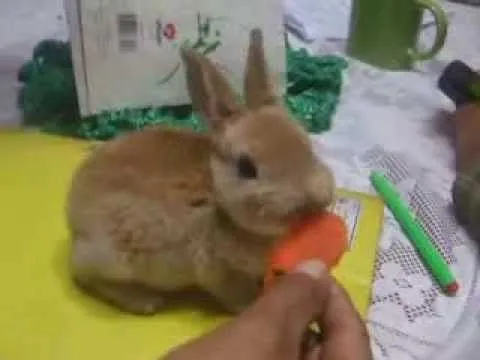 conejita bebe comiendo ...muy linda - YouTube