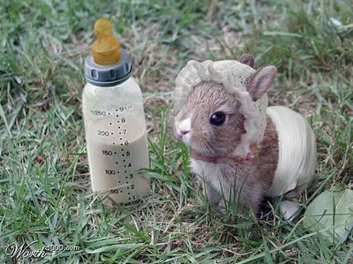 el conejito es muy lindo y es bebe son animales bueno ya se que ...