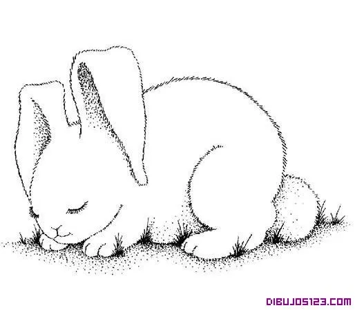 Conejo-mascota-para-colorear.jpg