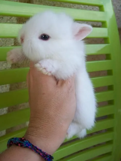 Conejitos bebés blancos - Imagui