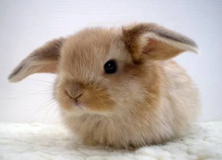 Conejo blanco bebé - Imagui