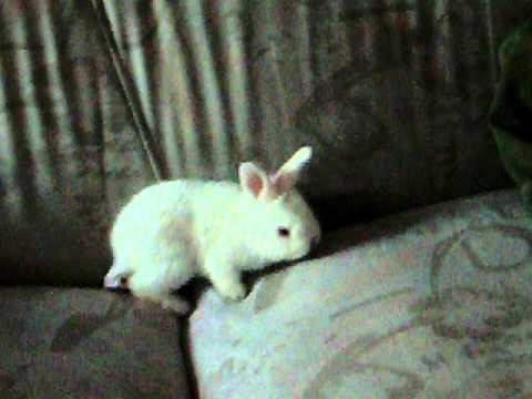 conejo blanco bebe - YouTube