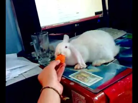 Conejo Box Bony come zanahoria - YouTube