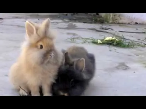 Conejo Cabeza de leon (Lionhead rabbit) - YouTube