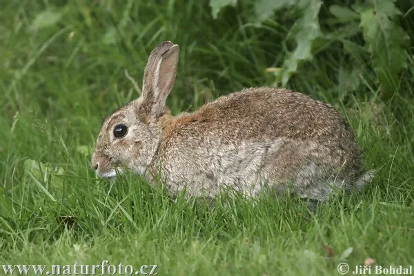 Conejo común | Wikifaunia, tu enciclopedia de animales