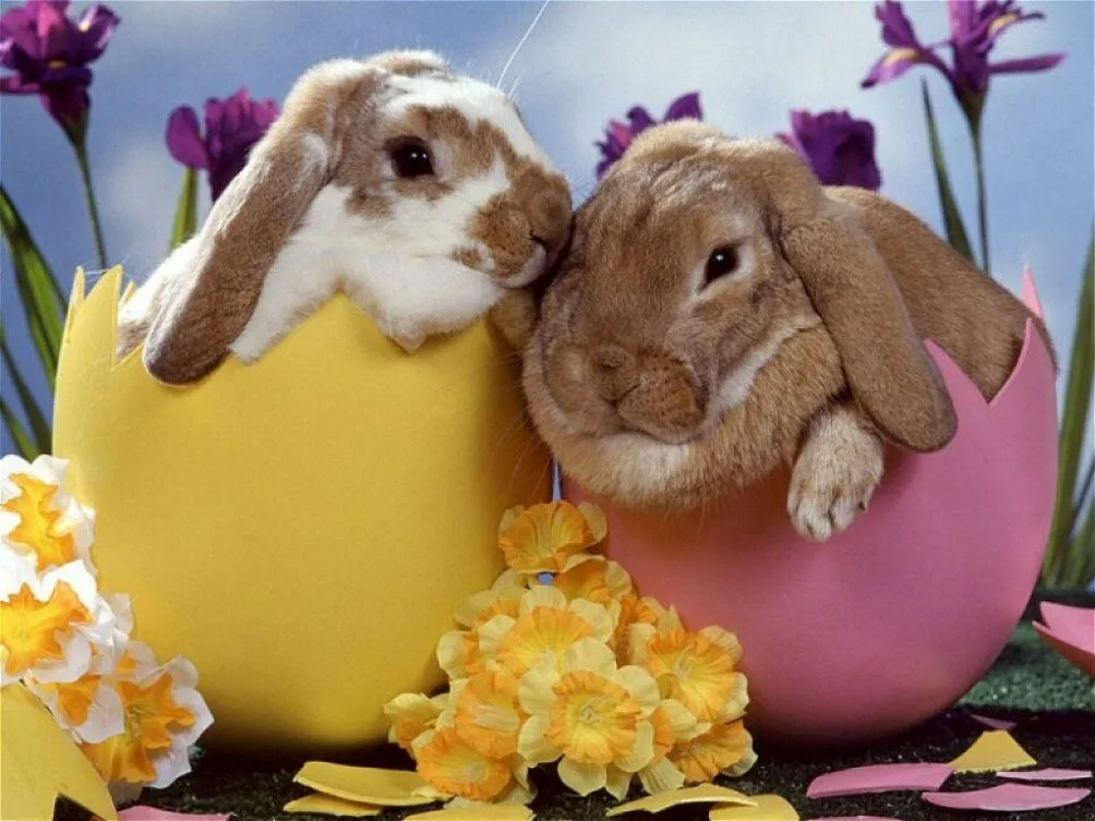 Los conejos no ponen huevos!! | Lapatapelá