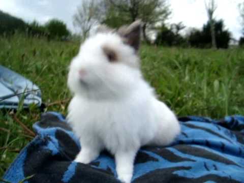 Conejo / Rabbit - el mas bonito del mundo! - YouTube