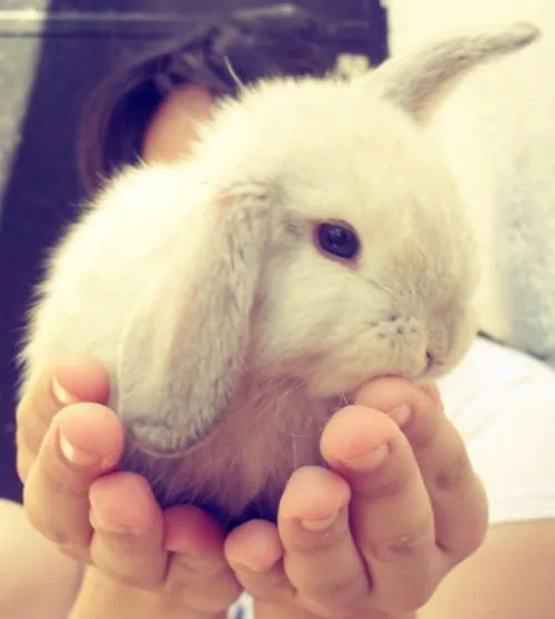 Conejos tiernos tumblr - Imagui