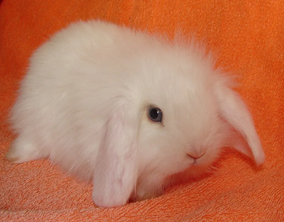conejos bebes (2) | Cuidar de tu mascota es facilisimo. conejos bebes (2) | Cuidar de tu mascota es facilisimo.
