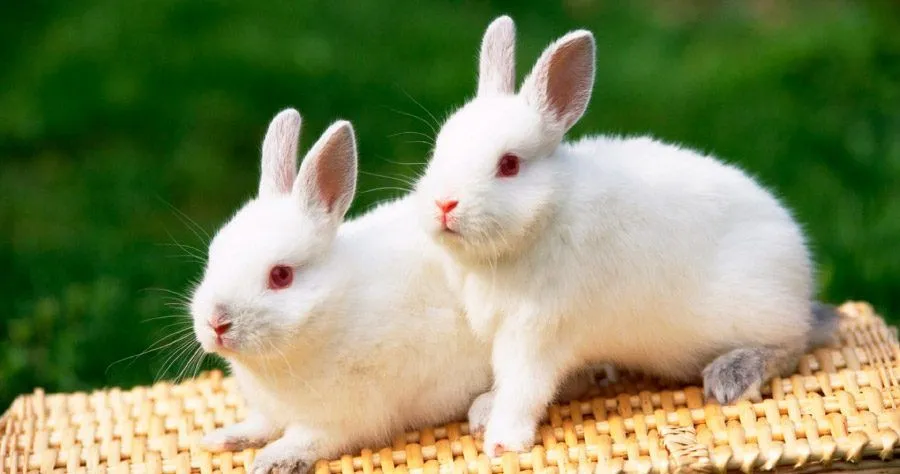 conejos-blancos.jpg