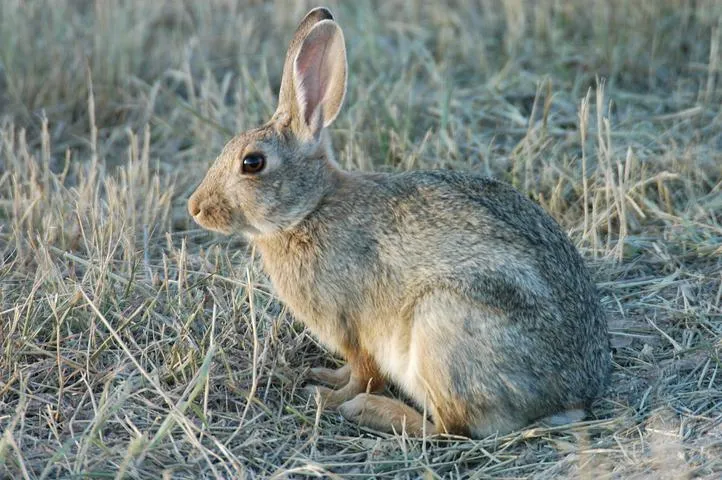 7 Conejos desconocidos o no tanto (especial Pascua) - Taringa!