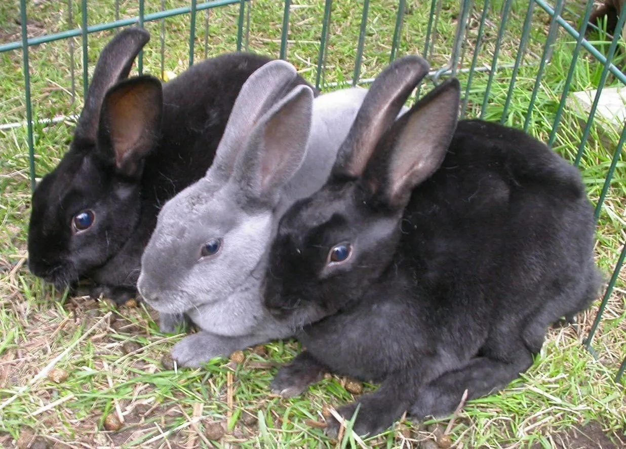 Conejos Mini Rex blancos y negros :: Imágenes y fotos Conejos Mini Rex blancos y negros :: Imágenes y fotos