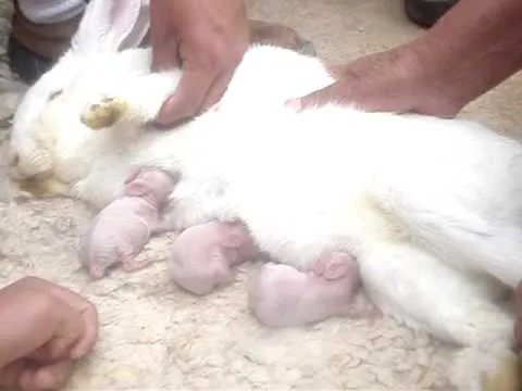 Conejos recien nacidos - Imagui