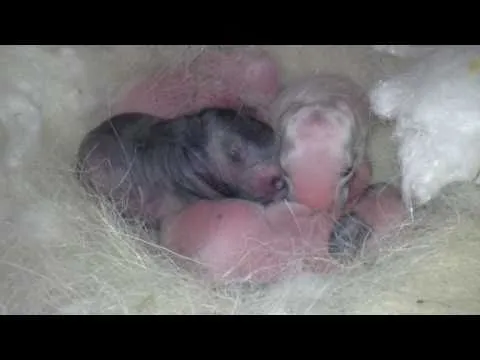 Conejos recien nacidos - YouTube