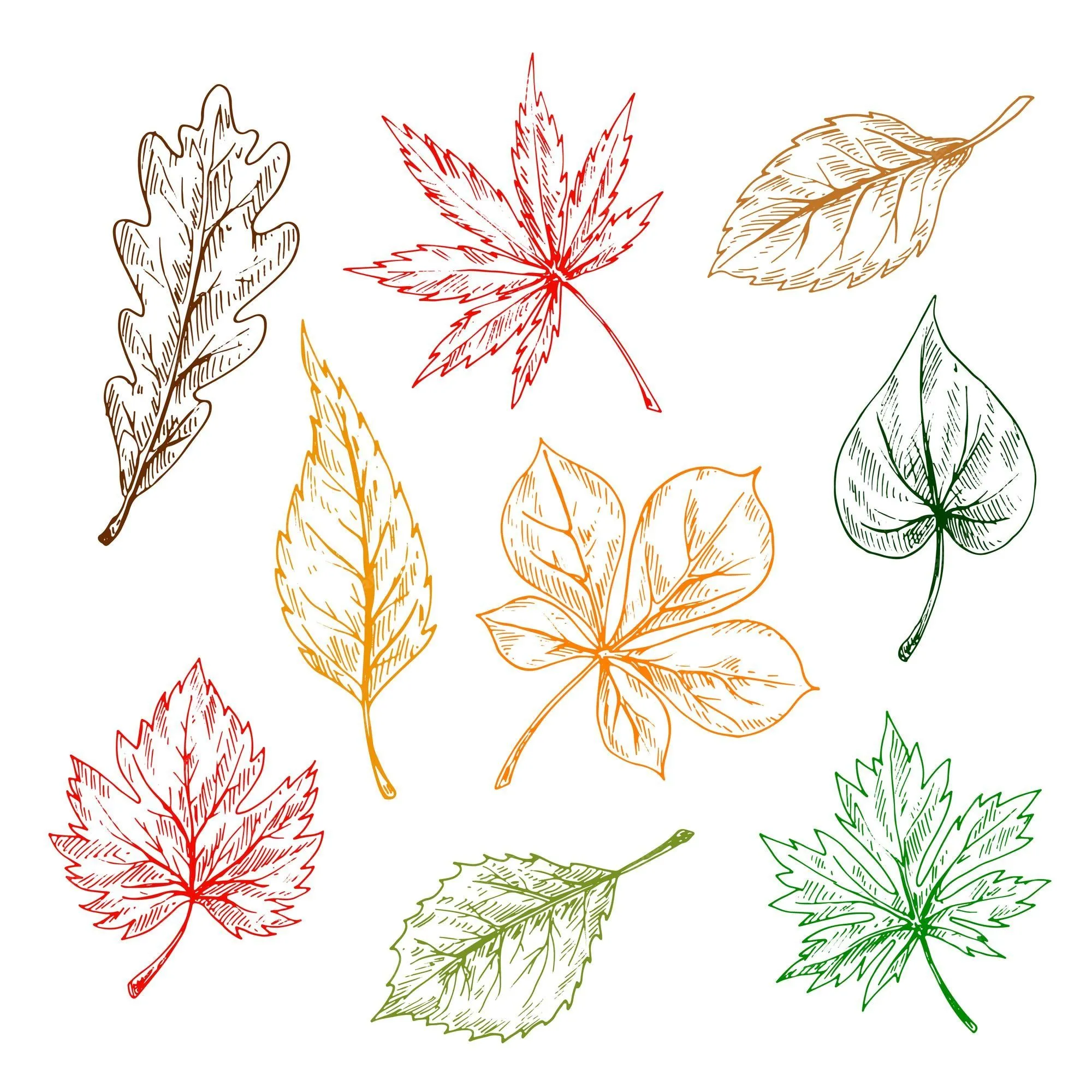 Conjunto de hojas de árboles y plantas. dibujo a lápiz dibujado a mano.  roble, arce, abedul, álamo temblón, castaño, hojas de olmo para imprimir o  diseñar en otoño | Vector Premium