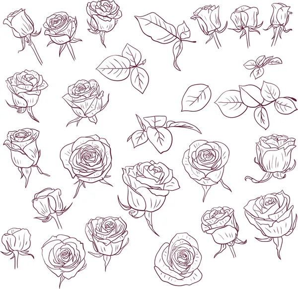 Conjunto de rosas dibujo lineales — Vector stock © cat_arch_angel ...
