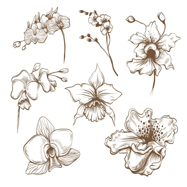 Conjunto del vector flores orquídeas dibujados a mano — Vector ...