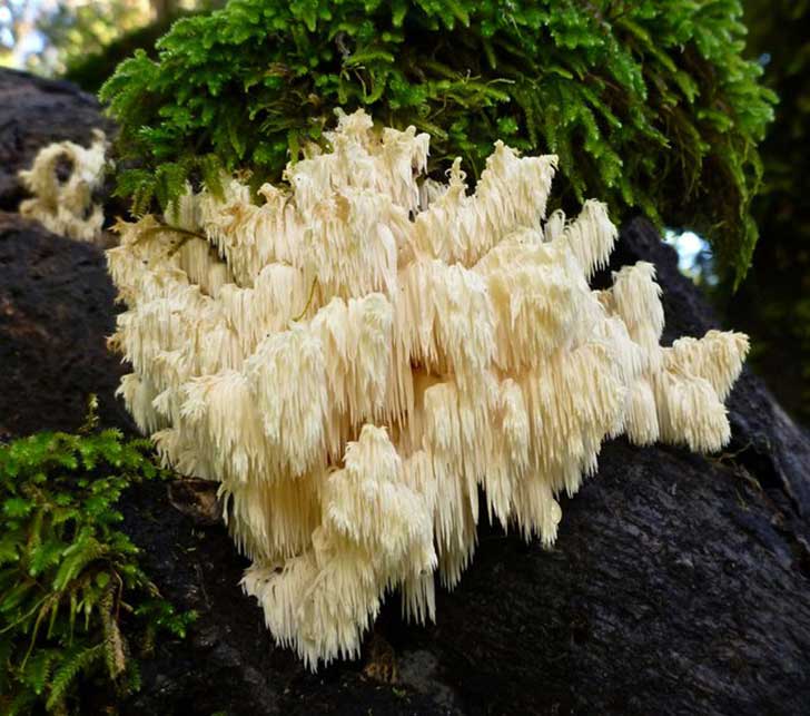 Conoce los 13 tipos de hongos más extraños que existen | Upsocl