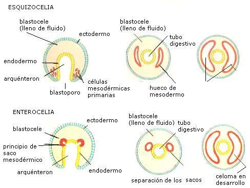conoce la biologia basica: El Desarrollo Embrionario