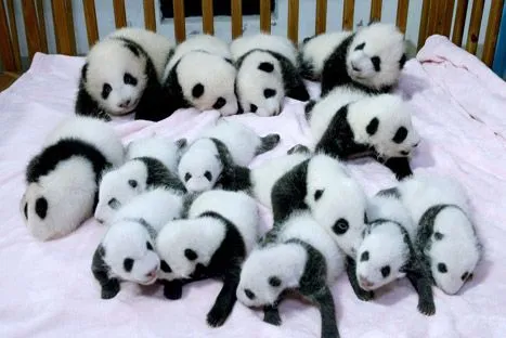 Conoce a los osos panda bebé nacidos gracias a inseminación ...