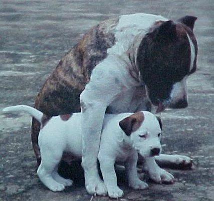 se conocia con el nombre de american pit bull terrier se conocia con el nombre de american pit bull terrier