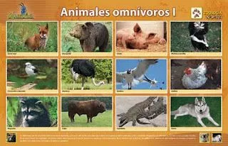 CONOCIENDO LAS CLASES DE ANIMALES: C.- ANIMALES OMNIVOROS