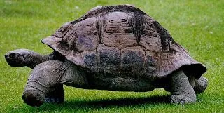 Conociendo la Tierra: Clases de animales. II Los reptiles Conociendo la Tierra: Clases de animales. II Los reptiles