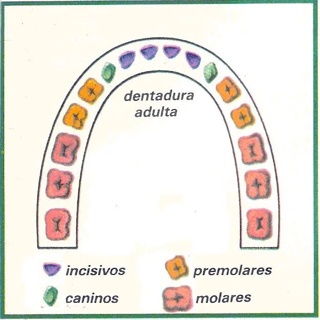 Clases de dientes para colorear - Imagui