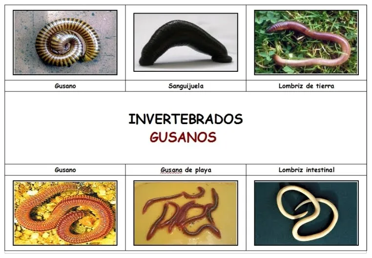 Tercero y Cuarto de Primaria: ANIMALES INVERTEBRADOS Tercero y Cuarto de Primaria: ANIMALES INVERTEBRADOS