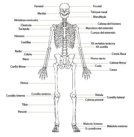 Conocimiento del medio para primaria: LOS HUESOS DEL CUERPO HUMANO Conocimiento del medio para primaria: LOS HUESOS DEL CUERPO HUMANO