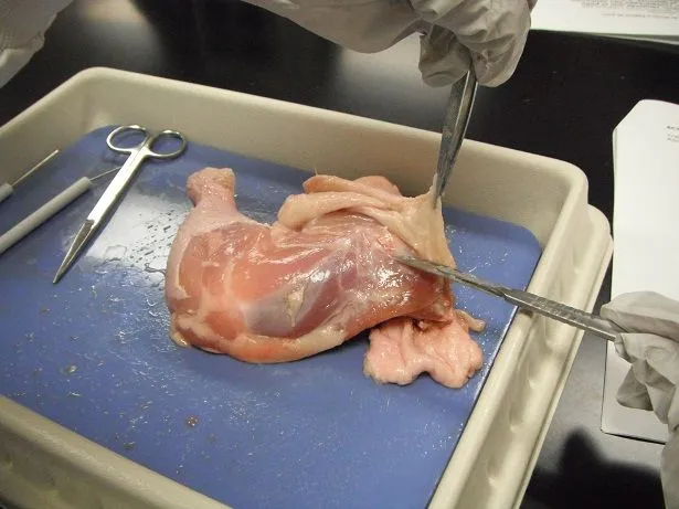 Conquistando las Ciencias: Lab 1: Disección de Muslo y Cadera de pollo