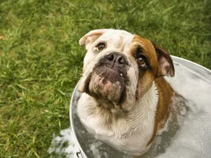 Consejos para bañar a tu perro | Cuidar de tu perro es facilisimo.com