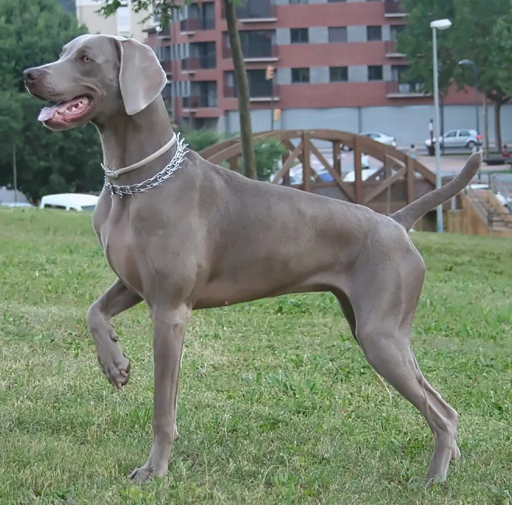 Consejos para corregir a los perros Weimaraner . PerrosAmigos. Consejos para corregir a los perros Weimaraner . PerrosAmigos.