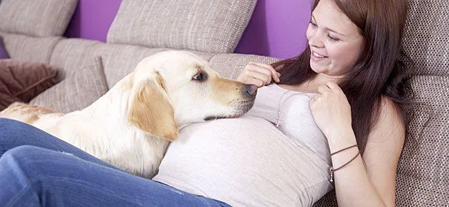 Consejos de cómo preparar la mascota para la llegada del bebé